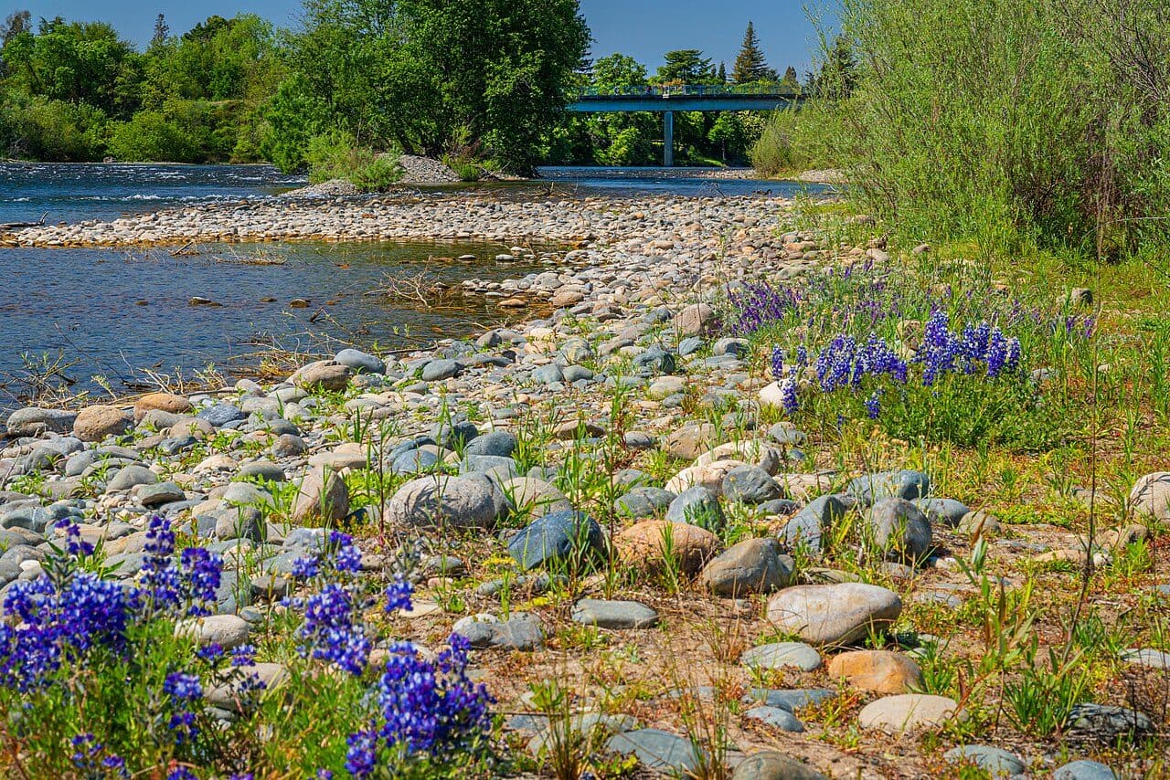 The American River running past the cobbled bank and spring lupines on the Rancho Cordova side
